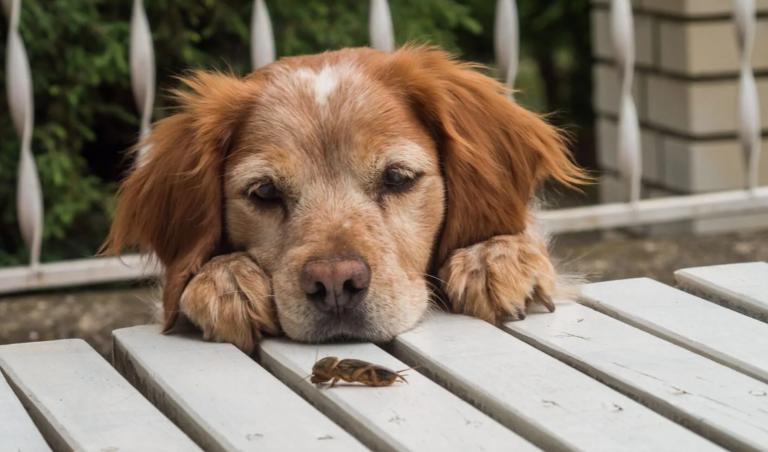 Por el momento no hay adopciones