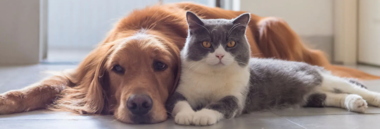 Bella y Luna los nombres para mascotas más populares en Las Vegas