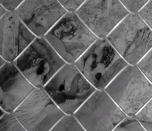 Tras casi 50 años, nacen cachorros de león en el Zoológico de Phoenix