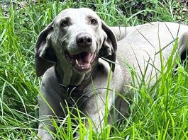 Importante proteger a las mascotas durante el calor de verano