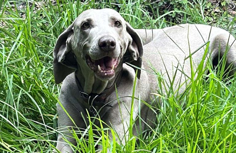 Importante proteger a las mascotas durante el calor de verano